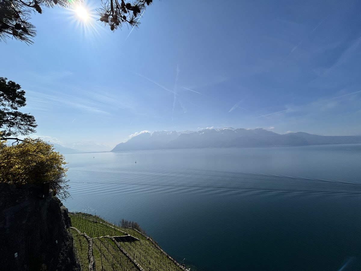 Der Genfersee, eingerahmt von Pinien, über den Reben des Lavaux
